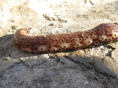 Holothuria sanctori