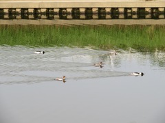 Mergus merganser