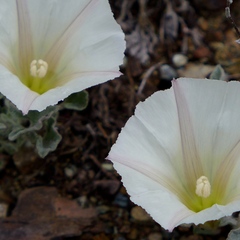 Calystegia collina oxyphylla