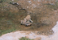 Pelophylax bedriagae