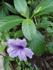 Ruellia tuberosa