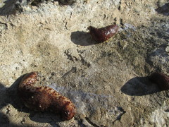 Holothuria sanctori