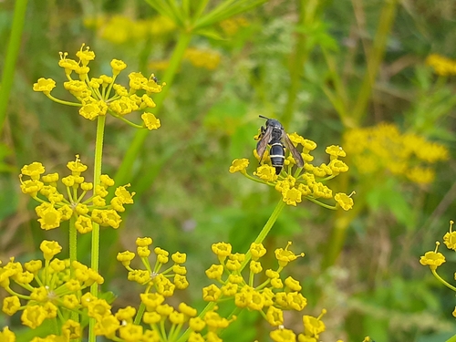 Tufted Potter Wasp photo 5