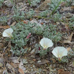 Calystegia collina oxyphylla