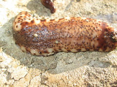 Holothuria sanctori