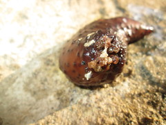 Holothuria sanctori