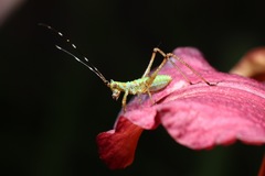 Phaneropterinae