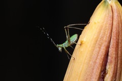 Phaneropterinae