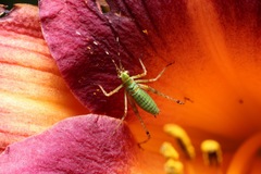 Phaneropterinae