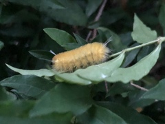 Lophocampa annulosa