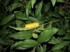 Lophocampa annulosa