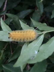 Lophocampa annulosa