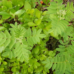 Astragalus americanus