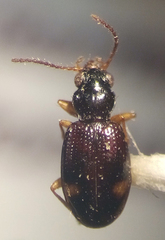 Bembidion frontale