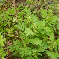 Astragalus americanus
