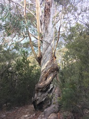 Eucalyptus tenuiramis
