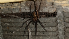 Eratigena duellica