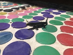 Pholidobolus vertebralis