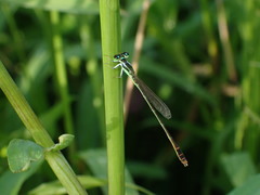 Agriocnemis pygmaea
