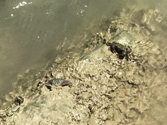 Grapsus albolineatus