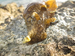 Aplysiidae