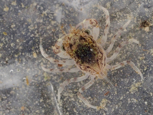 Dungeness Crab, photo 10 of 10