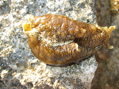 Aplysiidae