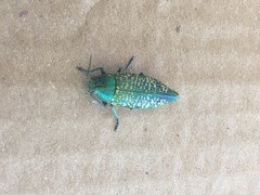 Buprestis confluenta