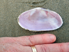 Gari convexa