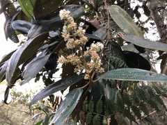 Miconia biappendiculata