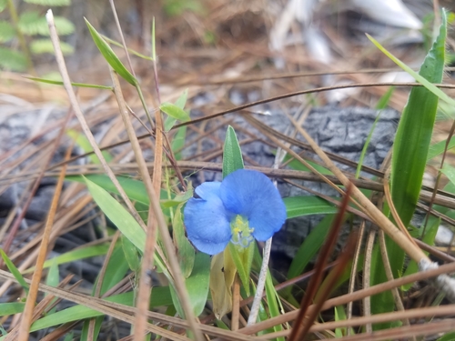 Commelina erecta image