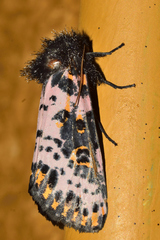 Xanthopastis moctezuma