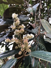 Miconia biappendiculata