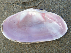 Gari convexa