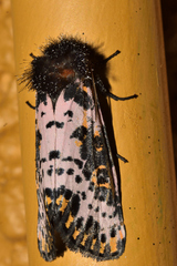 Xanthopastis moctezuma