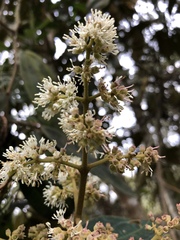 Miconia biappendiculata