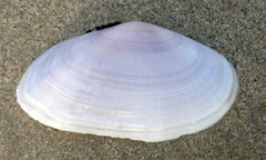 Gari convexa
