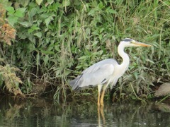 Ardea cinerea