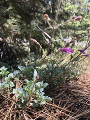 Penstemon caesius