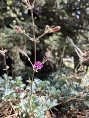 Penstemon caesius