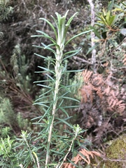 Linochilus rosmarinifolius