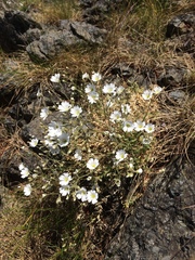 Cerastium arvense strictum