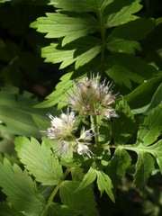 Hydrophyllum fendleri