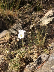 Cerastium arvense strictum