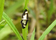 Heliomata cycladata