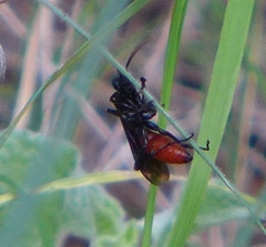 Priocnemis oregona