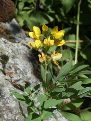 Thermopsis divaricarpa