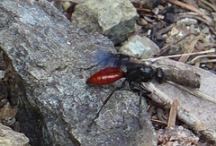Priocnemis oregona