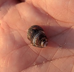 Ilyanassa obsoleta