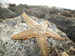 Astropecten platyacanthus